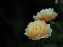 PENTACON50㎜ F1.8 MC