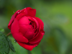 PENTACON50㎜ F1.8 MC