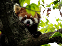 レッサーパンダ