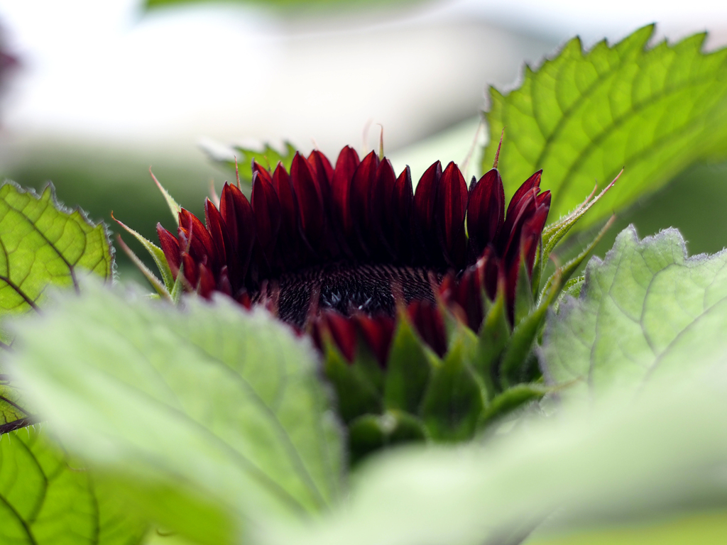 PENTACON50㎜ F1.8 MC