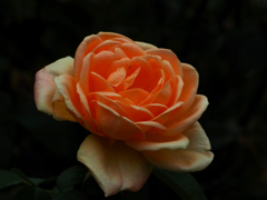 PENTACON50㎜ F1.8 MC