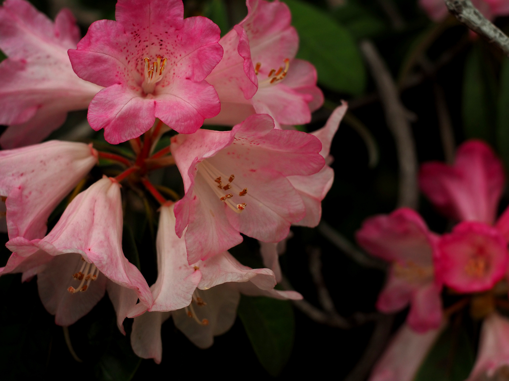 PENTACON50㎜ F1.8 MC