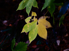 Sonnar135㎜ F4 エキザクタマウント