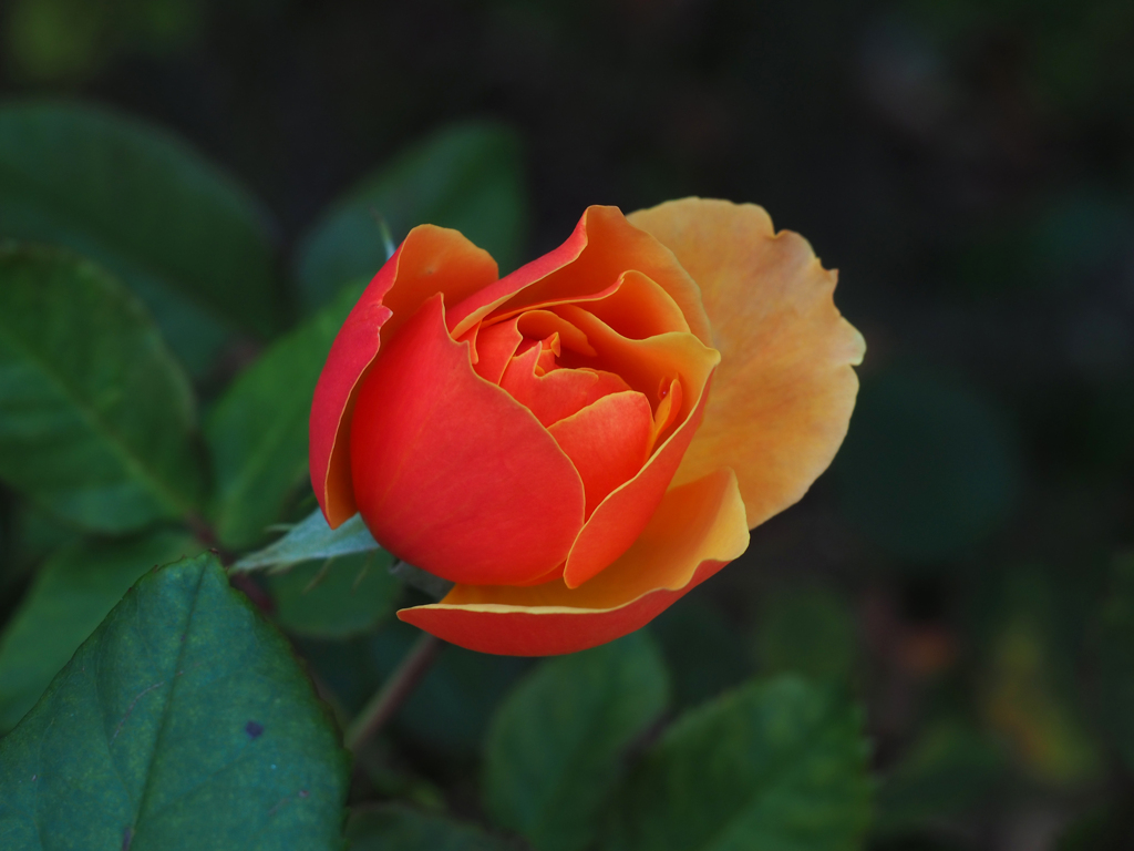 PENTACON50㎜ F1.8 MC