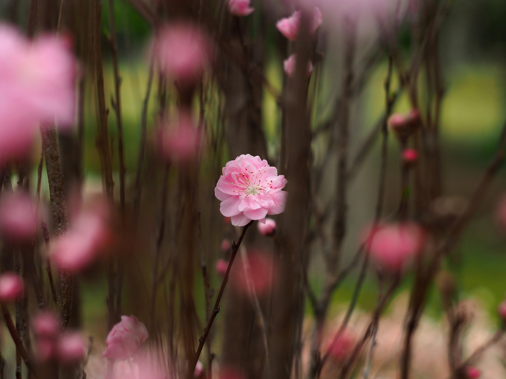 PENTACON50㎜ F1.8 MC