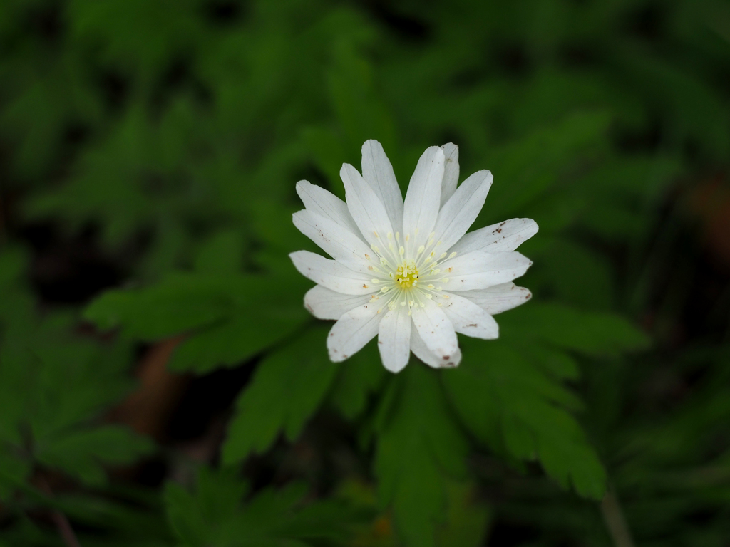 PENTACON50㎜ F1.8 MC