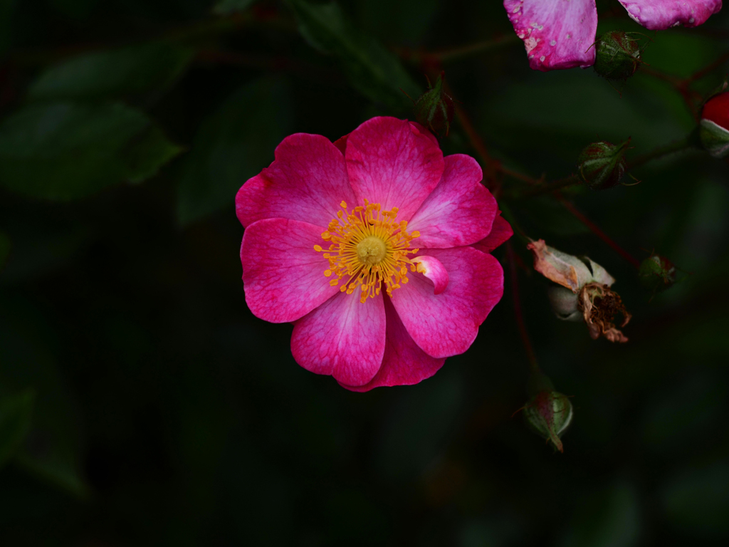 PENTACON50㎜ F1.8 MC