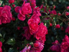 PENTACON50㎜ F1.8 MC