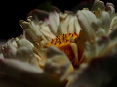 PENTACON50㎜ F1.8 MC