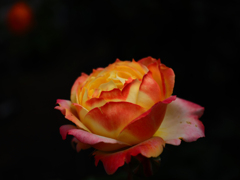 薔薇