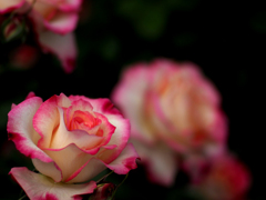 日比谷花壇大船フラワーセンター