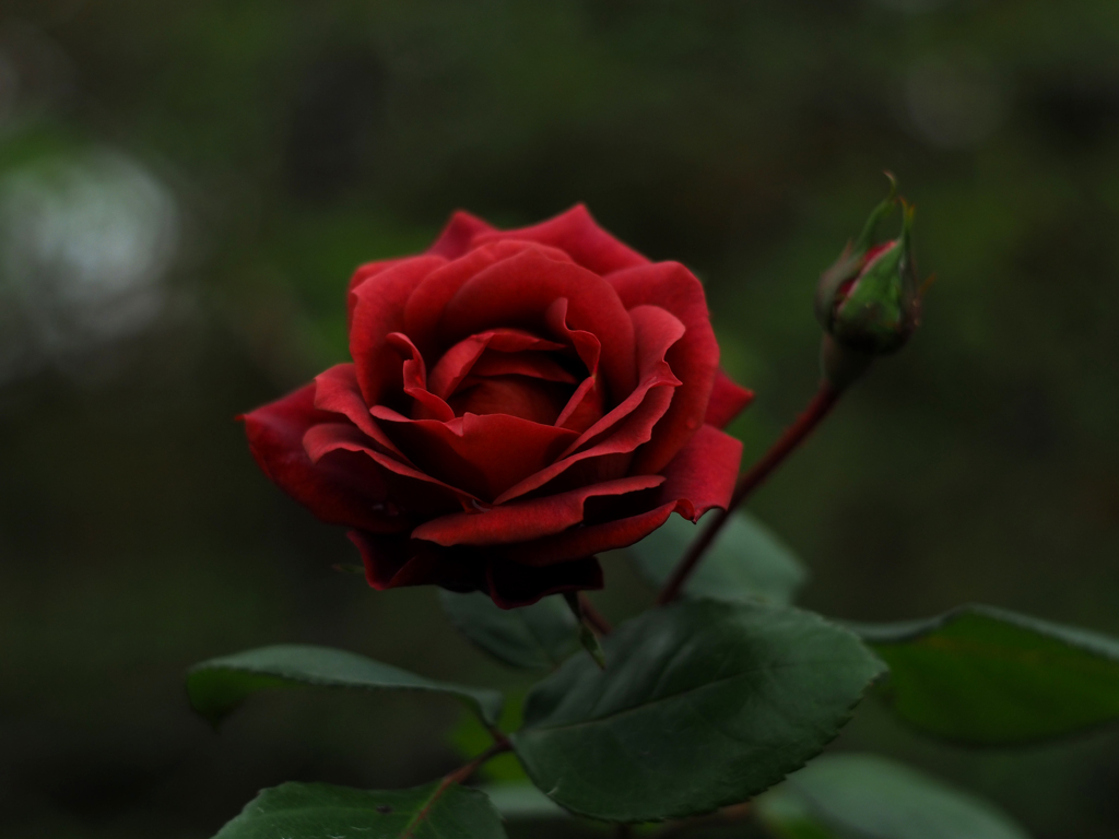 PENTACON50㎜ F1.8 MC