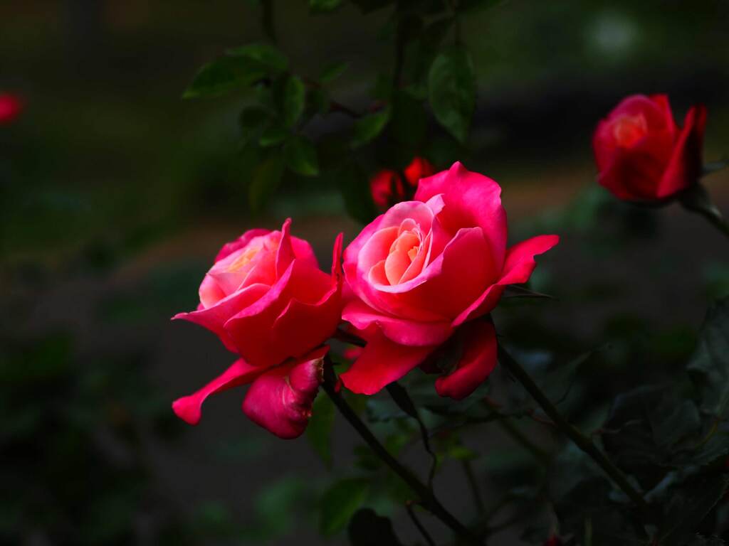 春薔薇