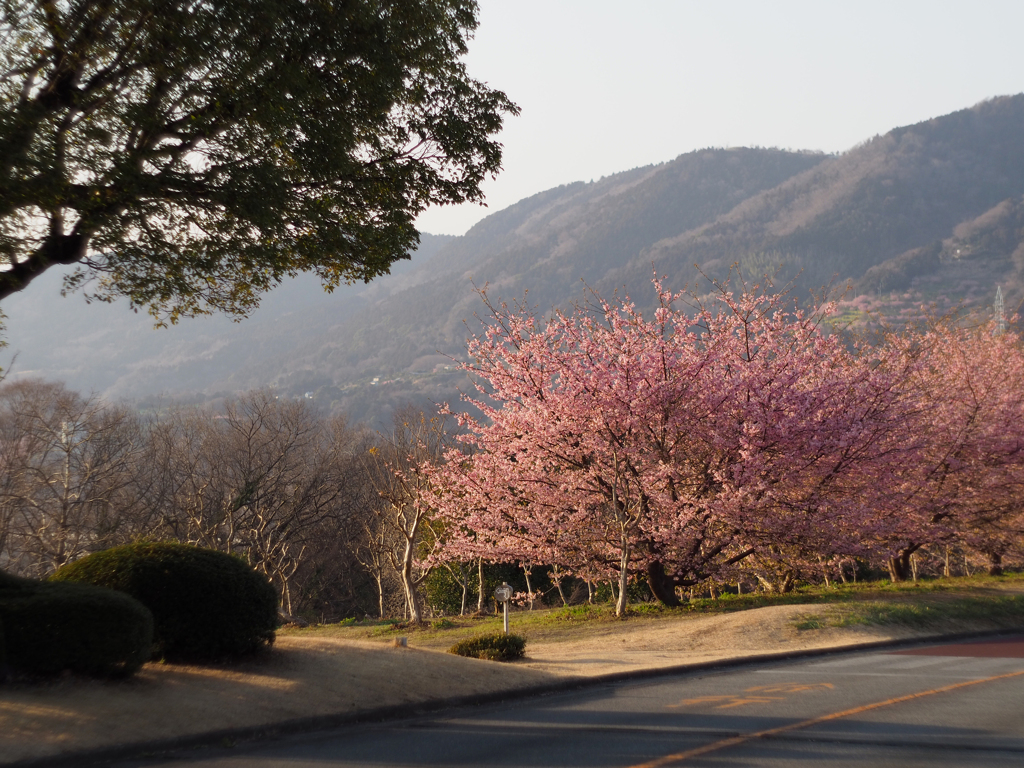 PENTACON50㎜ F1.8 MC