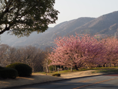 PENTACON50㎜ F1.8 MC