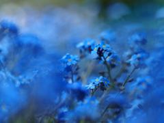 PENTACON50㎜ F1.8 MC