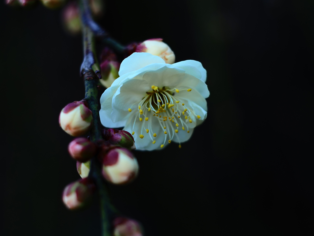 PENTACON50㎜ F1.8 MC