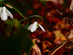 スノードロップ