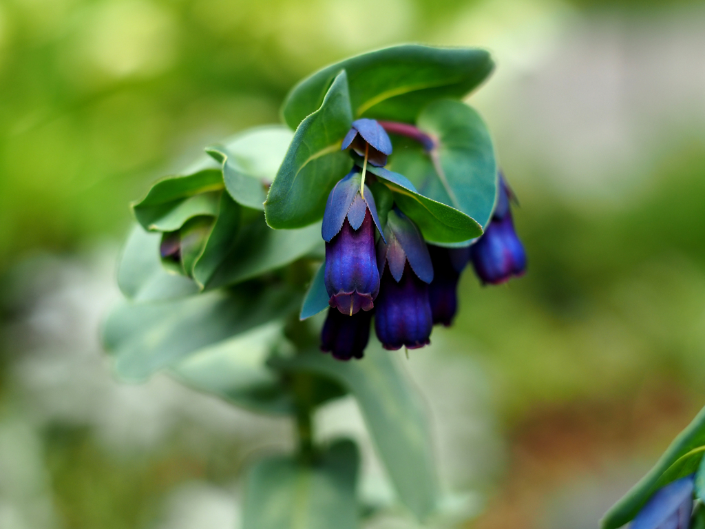 PENTACON50㎜ F1.8 MC