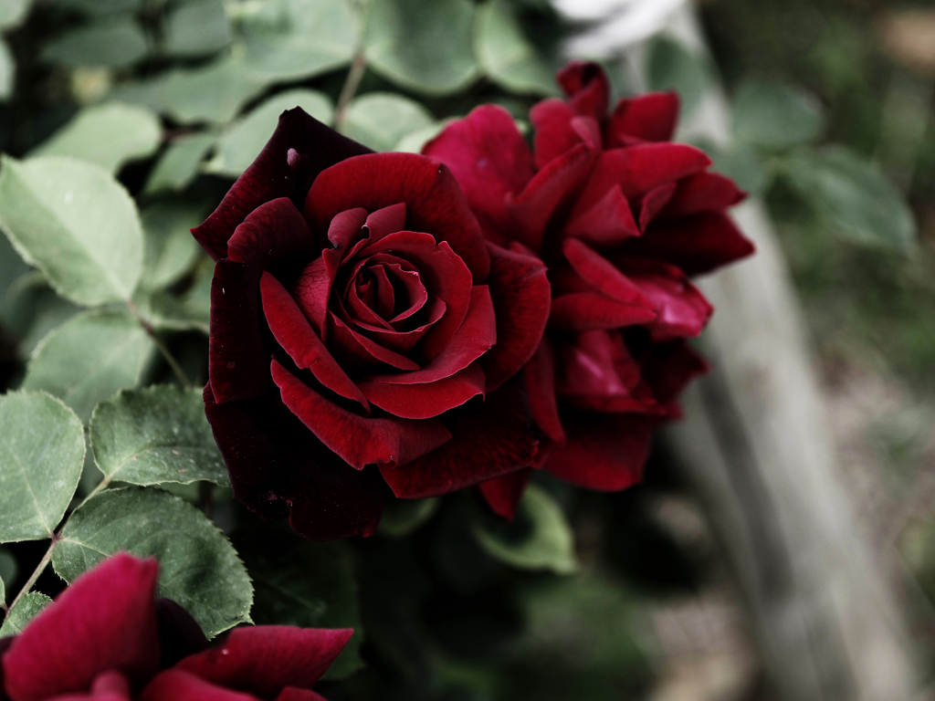 薔薇