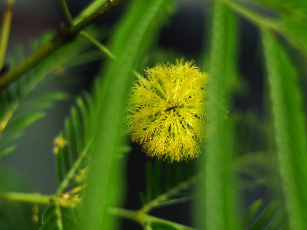 PENTACON50㎜ F1.8 MC