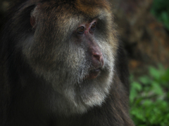 チベットモンキー