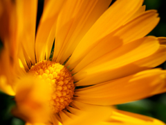 日比谷花壇大船フラワーセンター