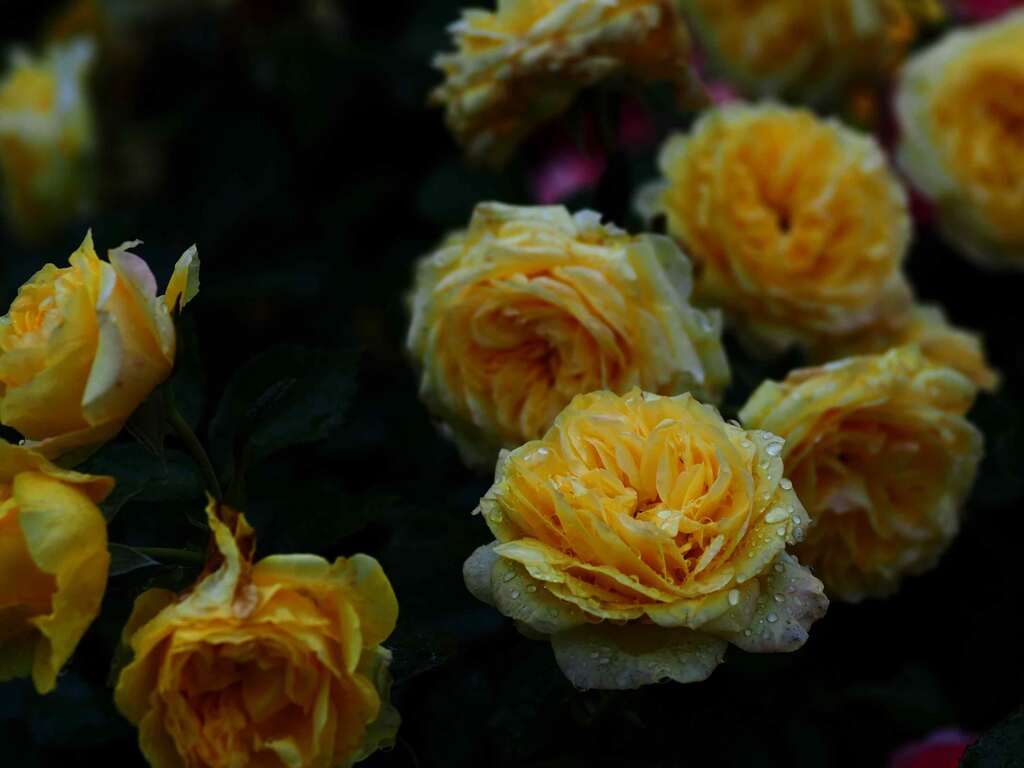 春薔薇