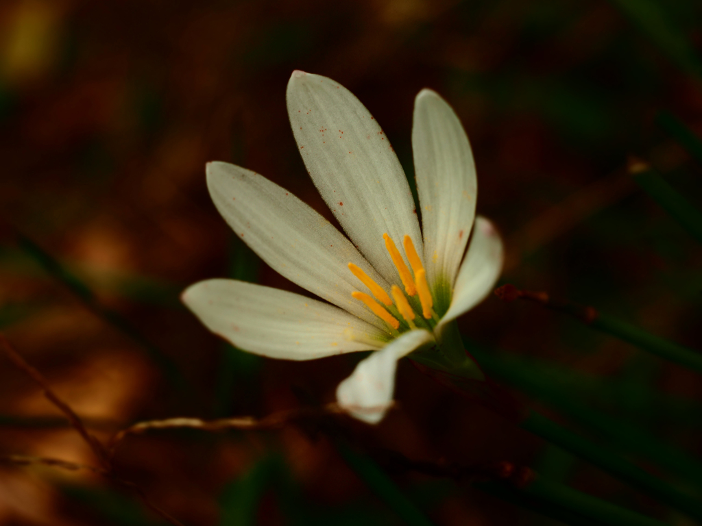 PENTACON50㎜ F1.8 MC