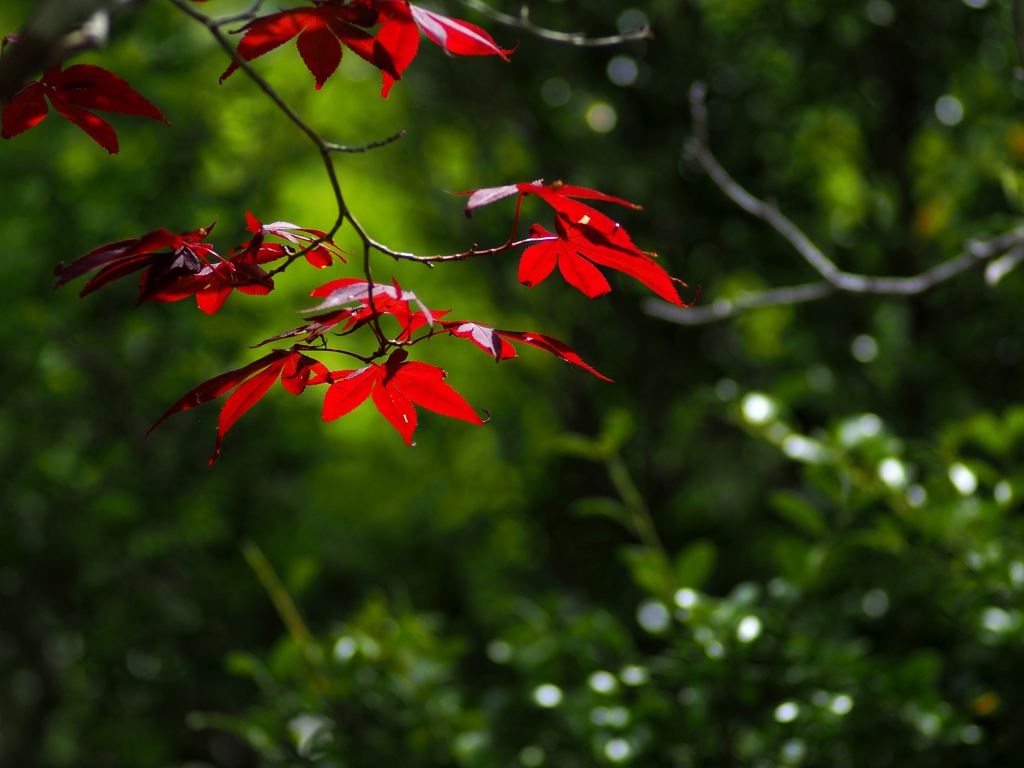 箱根湿生花園