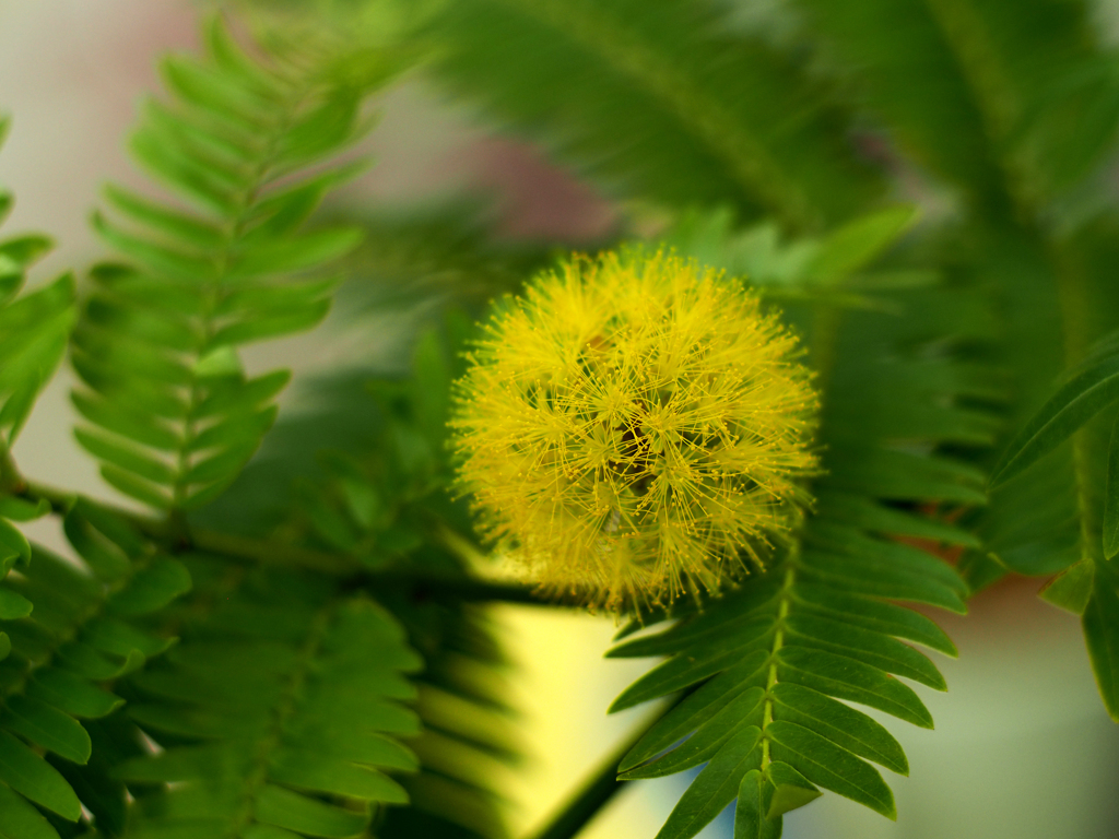 PENTACON50㎜ F1.8 MC