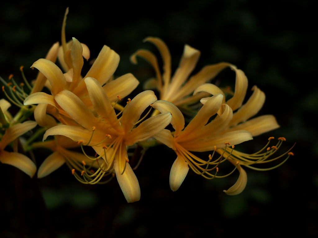 PENTACON50㎜ F1.8 MC