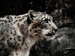 ユキヒョウ