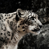 ユキヒョウ