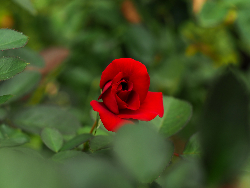 PENTACON50㎜ F1.8 MC