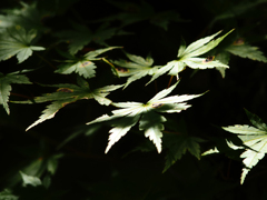 Sonnar135㎜ F4 エキザクタマウント