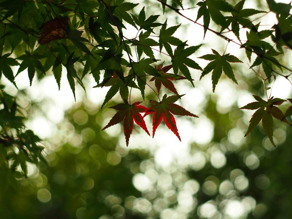 PENTACON50㎜ F1.8 MC