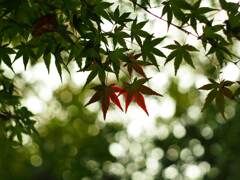 PENTACON50㎜ F1.8 MC