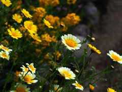 日比谷花壇大船フラワーセンター