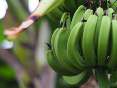 PENTACON50㎜ F1.8 MC