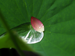 PENTACON50㎜ F1.8 MC