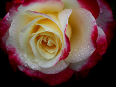 日比谷花壇大船フラワーセンター