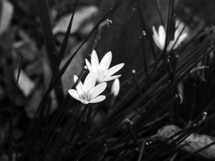 PENTACON50㎜ F1.8 MC