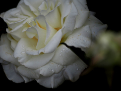 日比谷花壇大船フラワーセンター