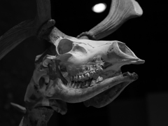 生命の星地球博物館