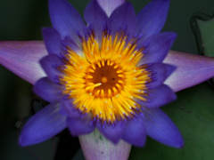 PENTACON50㎜ F1.8 MC