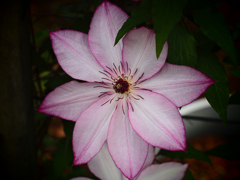 PENTACON50㎜ F1.8 MC