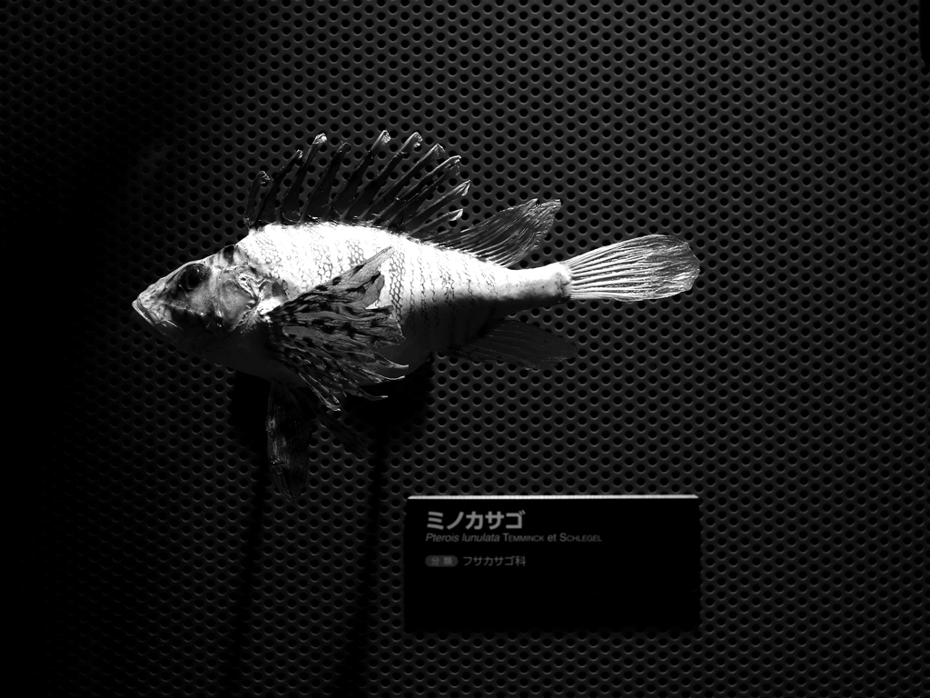 PENTACON50㎜ F1.8 MC