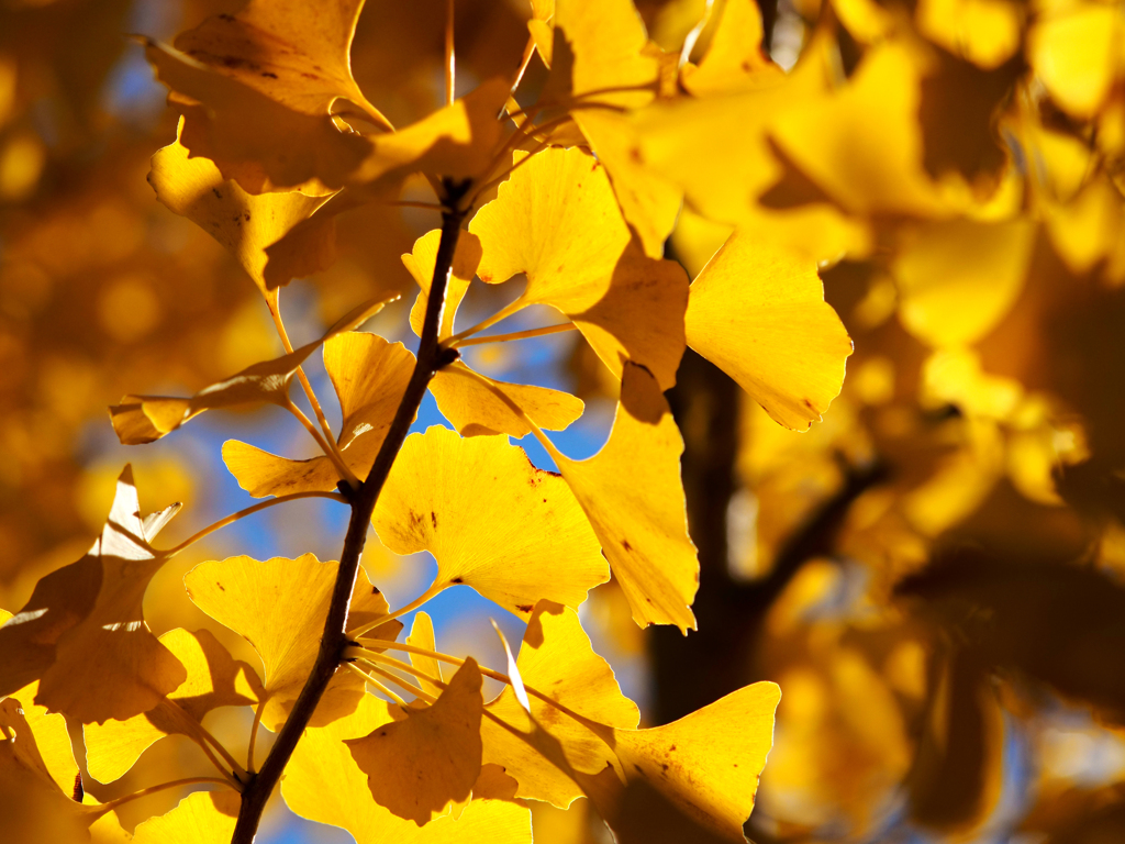 Sonnar135㎜ F4 エキザクタマウント