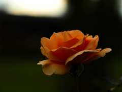 秋薔薇